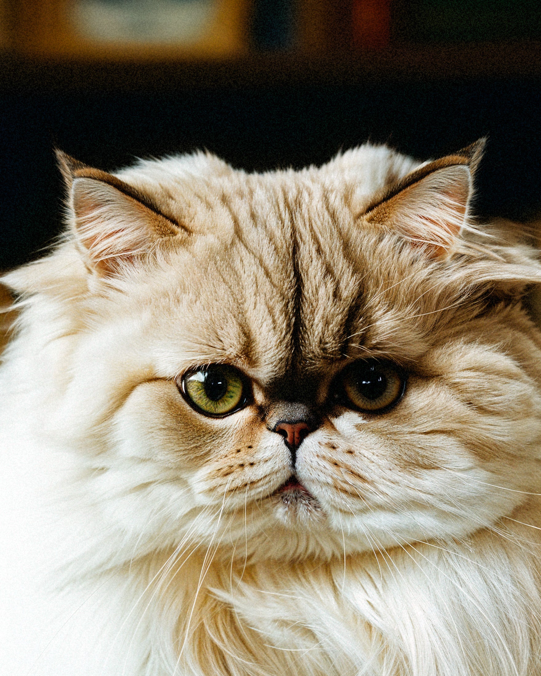 En persisk katt - Plakat