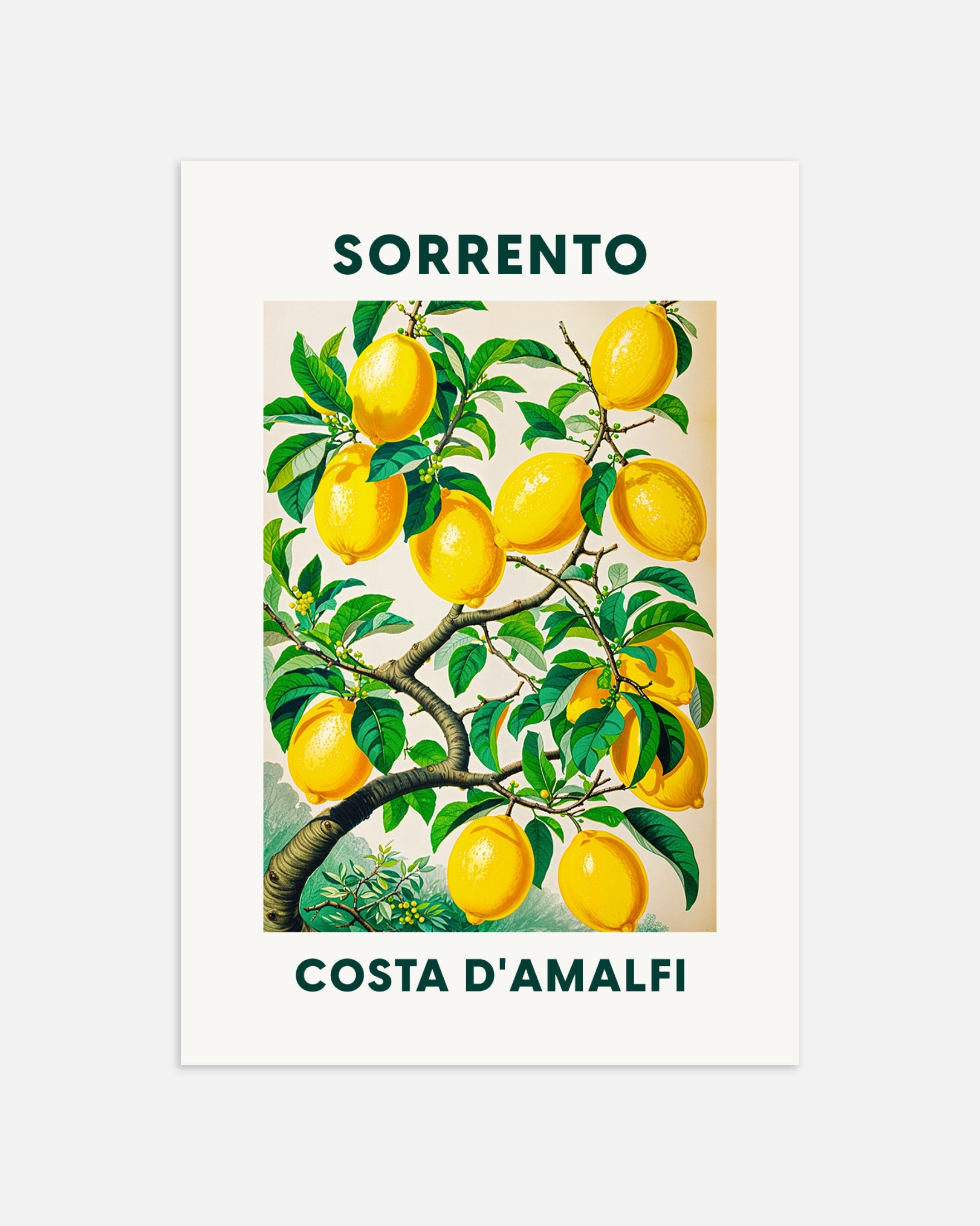 Poster: Lemons of Sorrento - Amalfi Coast, none