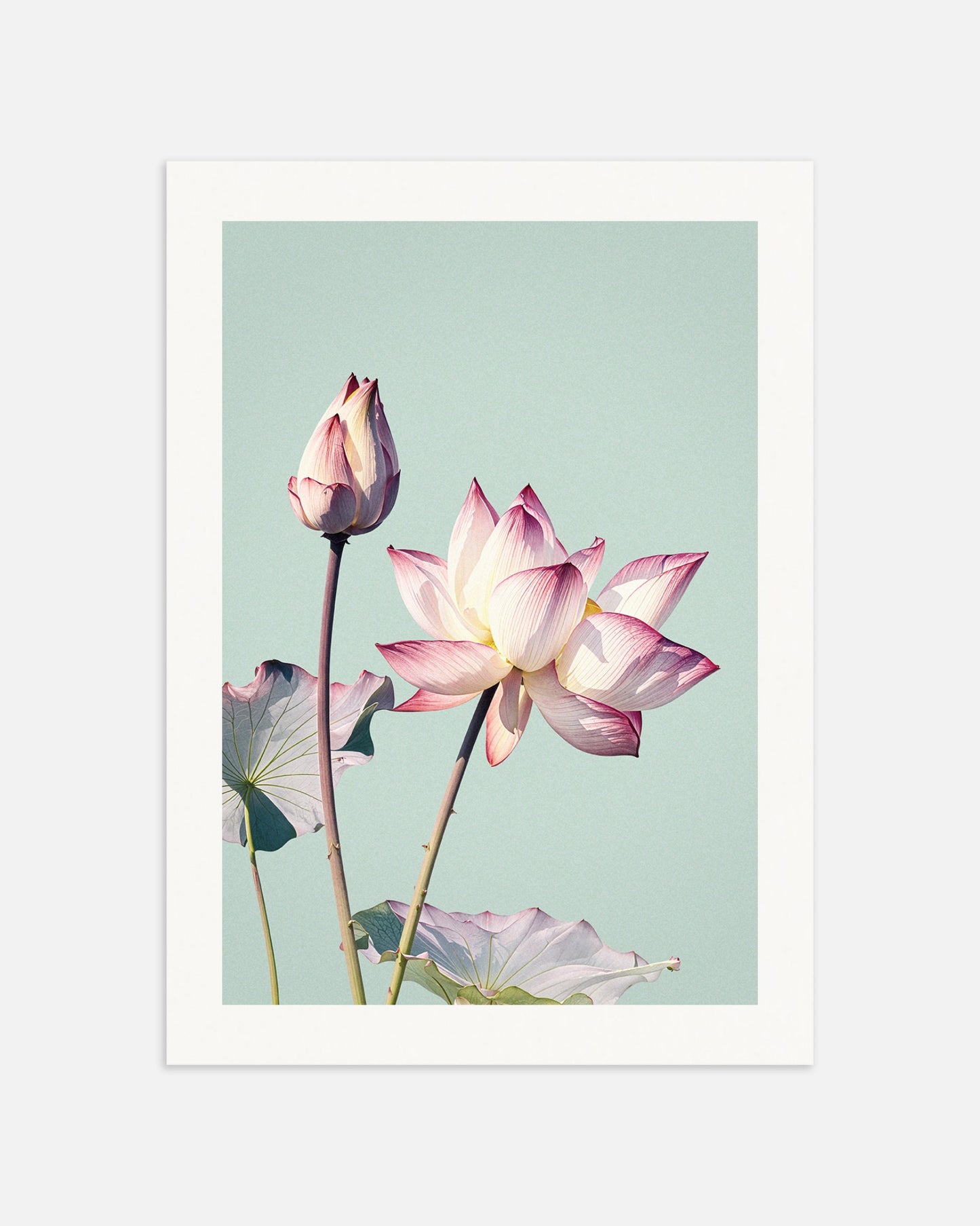 Poster: Lotus flower, vintage, none