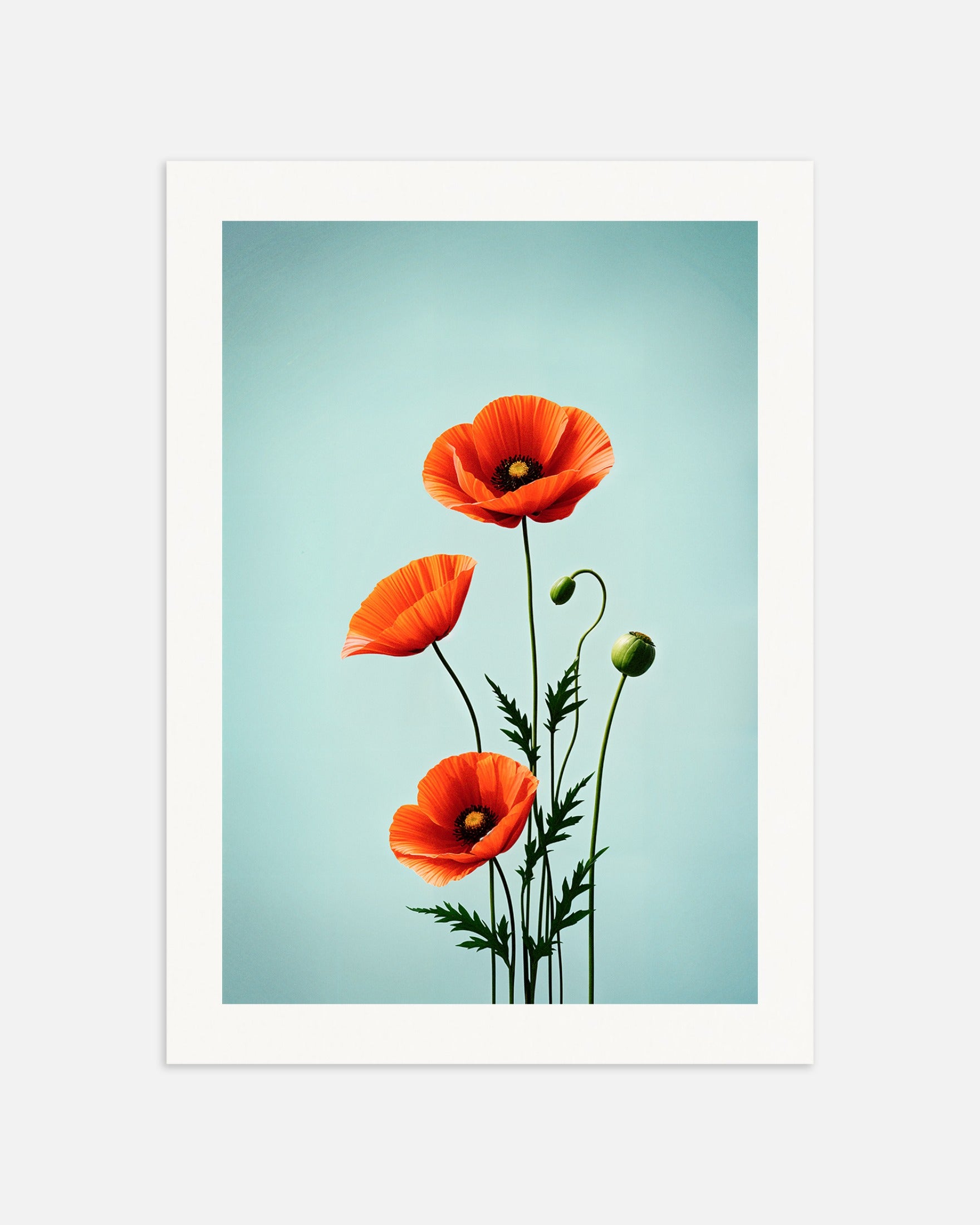 Poster: Poppies 02, none