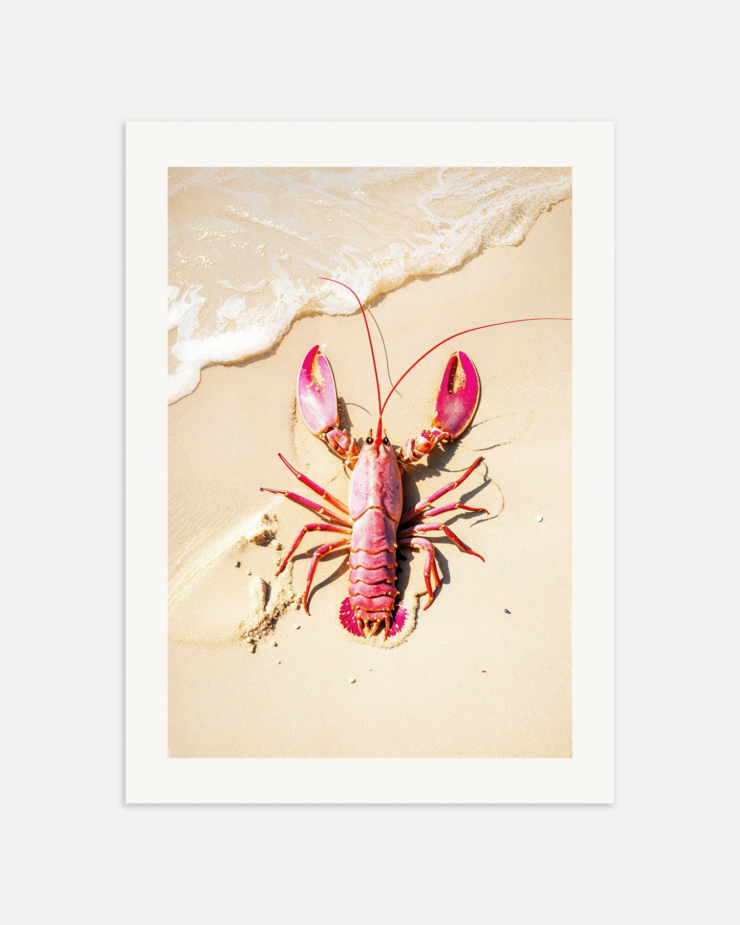 Poster: Pink crayfish on a beach, none