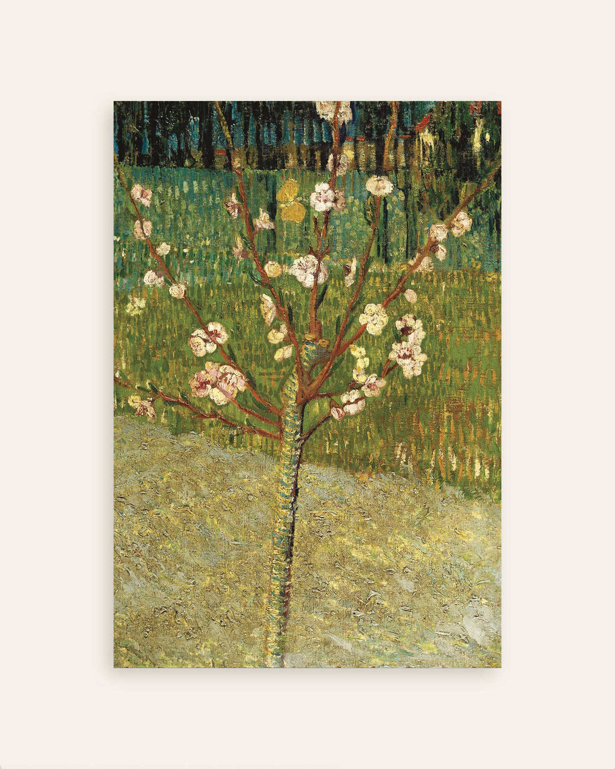 Poster av Mandeltreet i blomst (1888) av Vincent van Gogh, miniatyrbilde