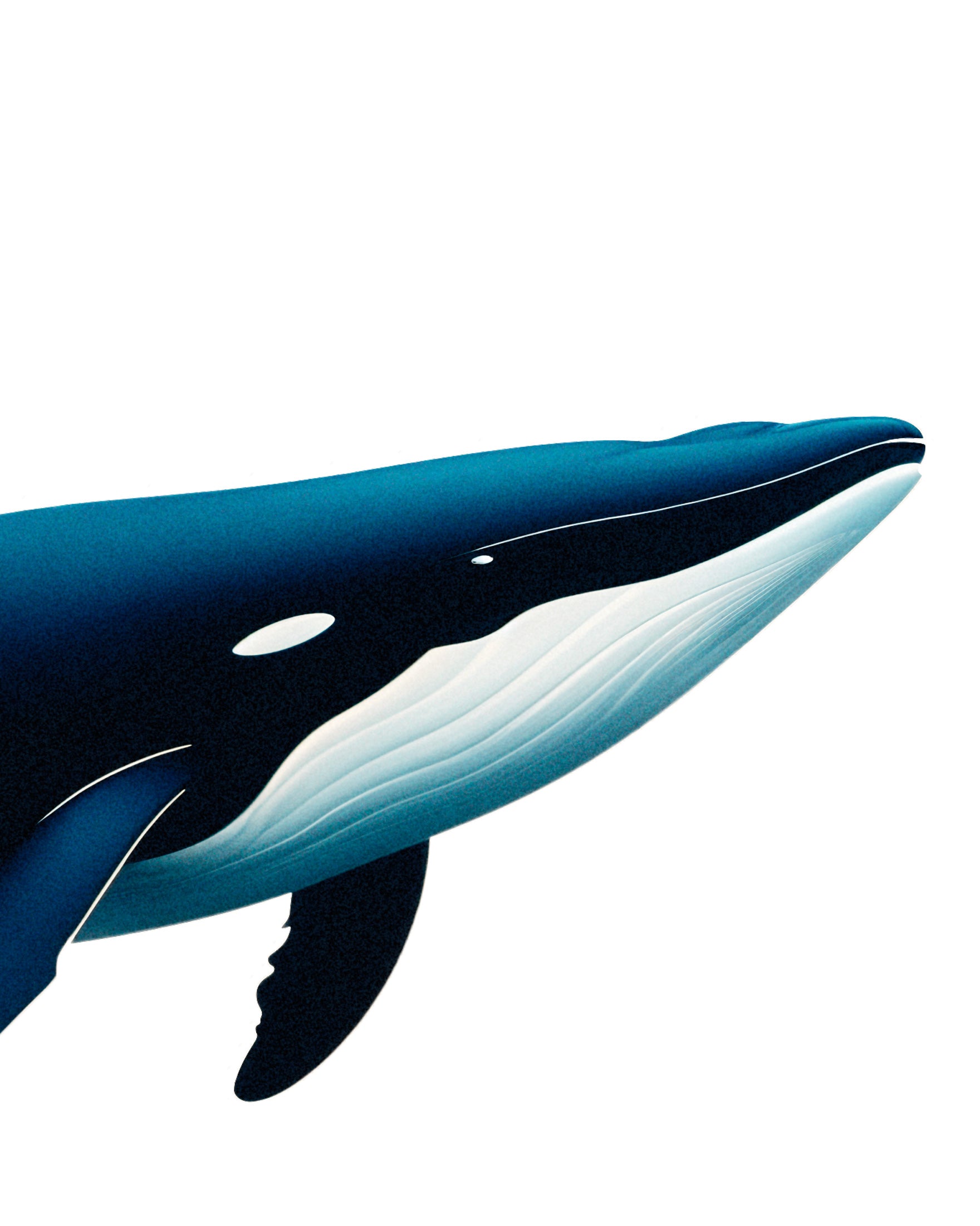 Whale - Plakat