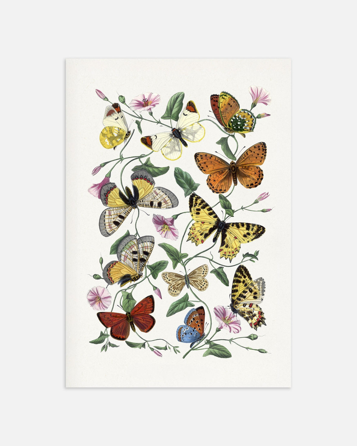 Butterflies Poster, Vintage Art | Posterscape