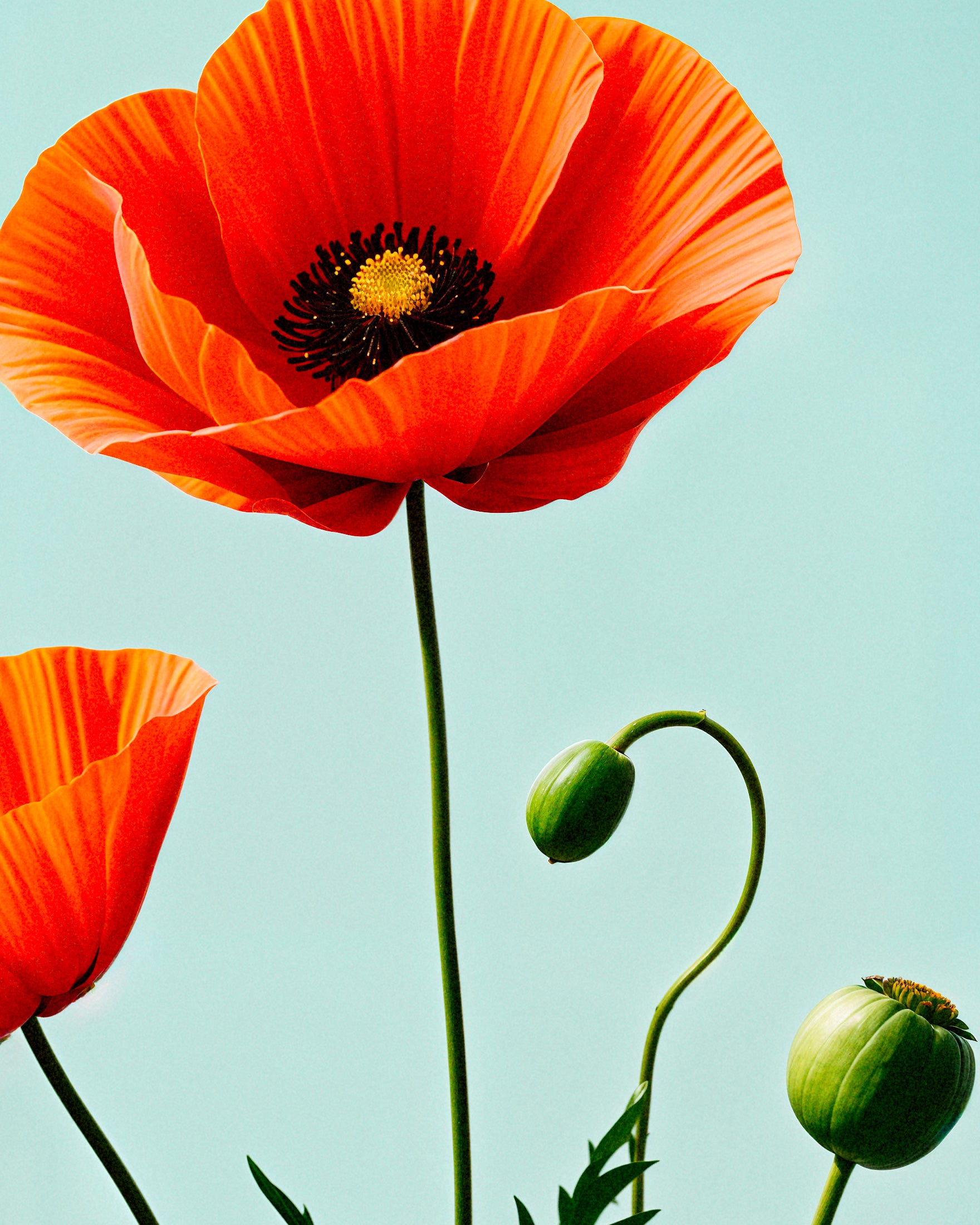 Poppies 02 - Poster