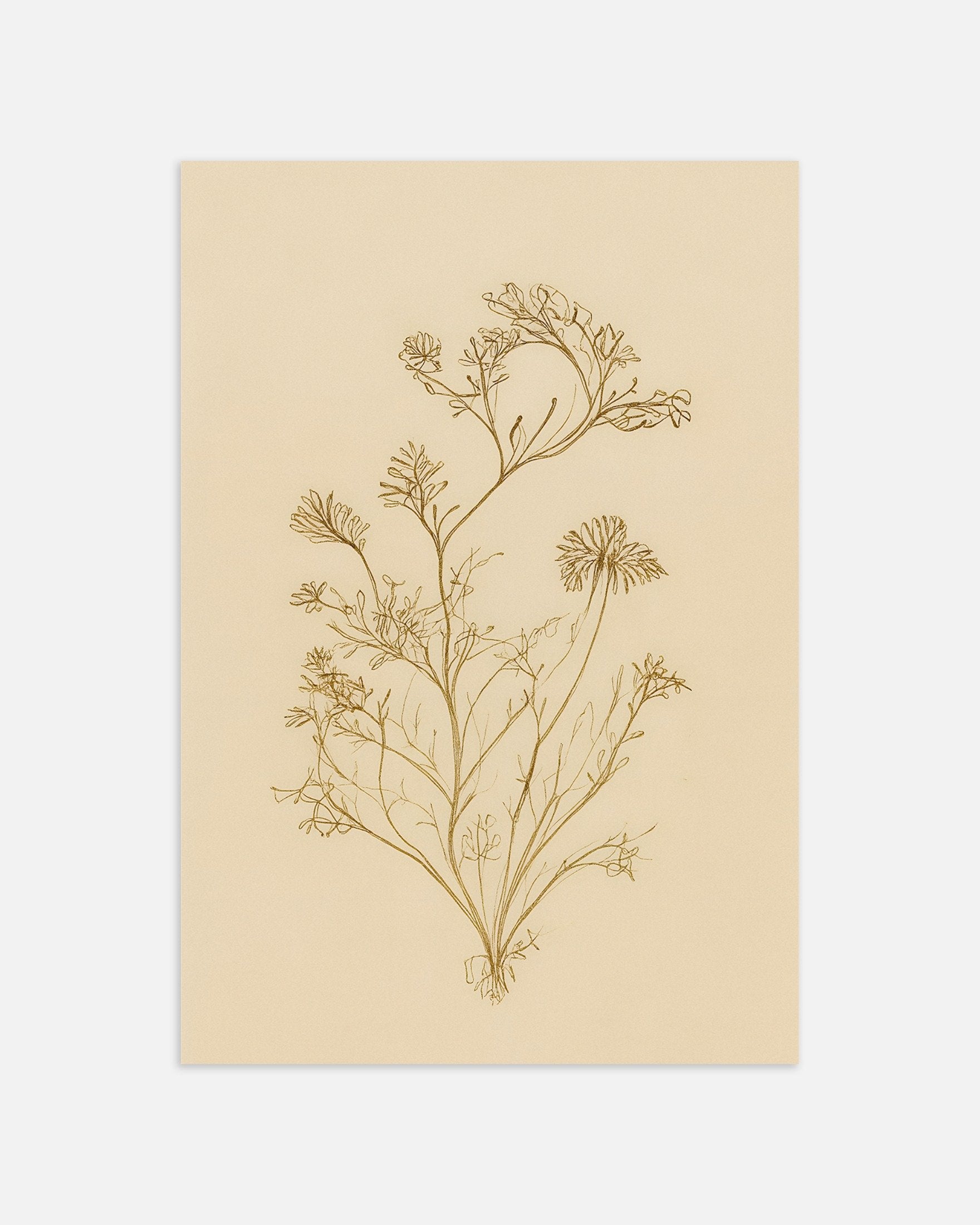Poster of Dried Umbellifer Poster – Autumn Botanical Sketch, thumbnail