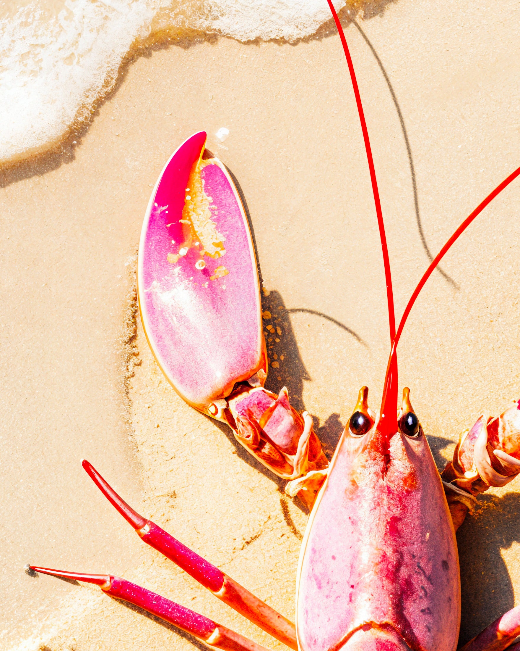 Roze kreeft op een strand - Poster