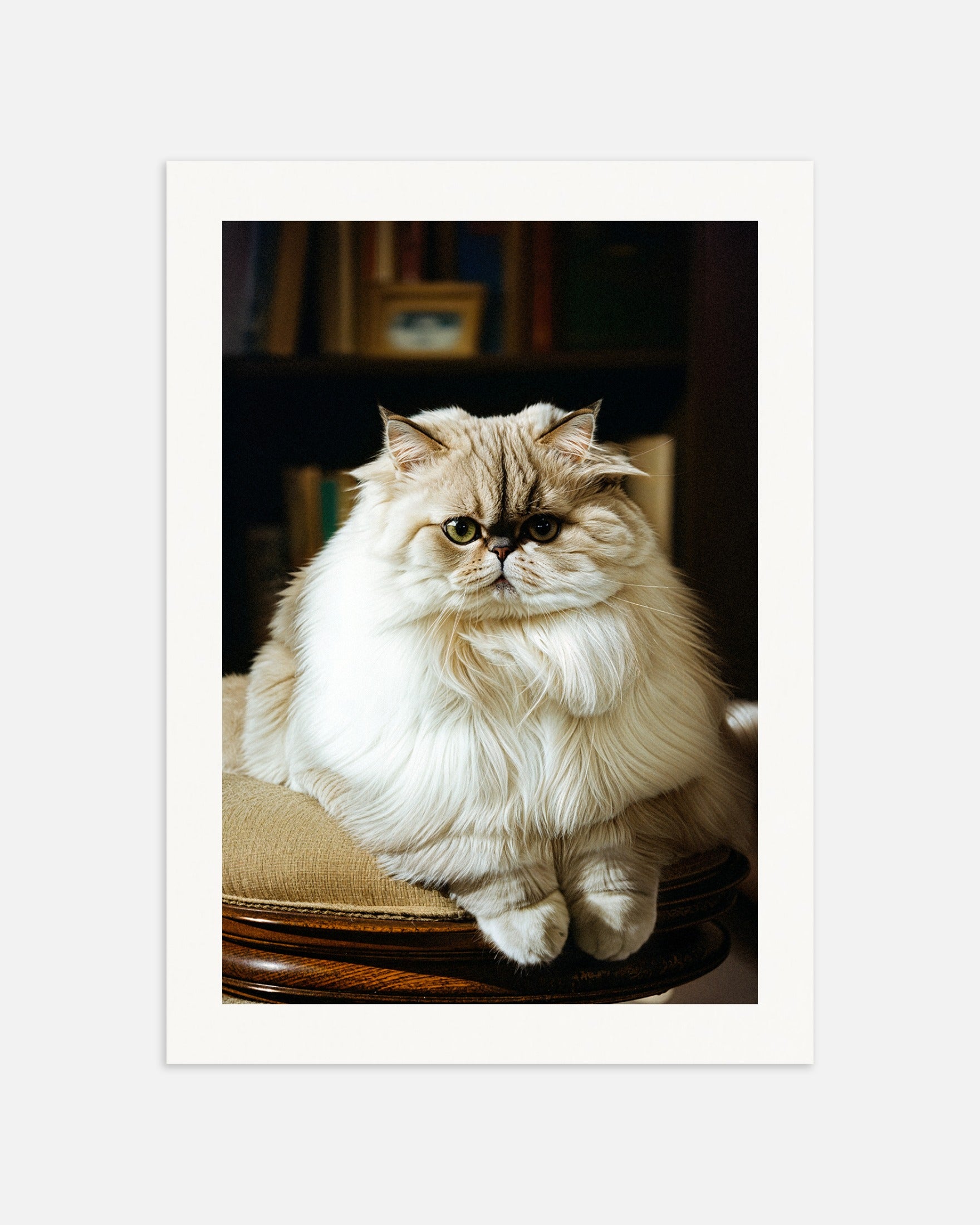 Poster: A Persian Cat, none