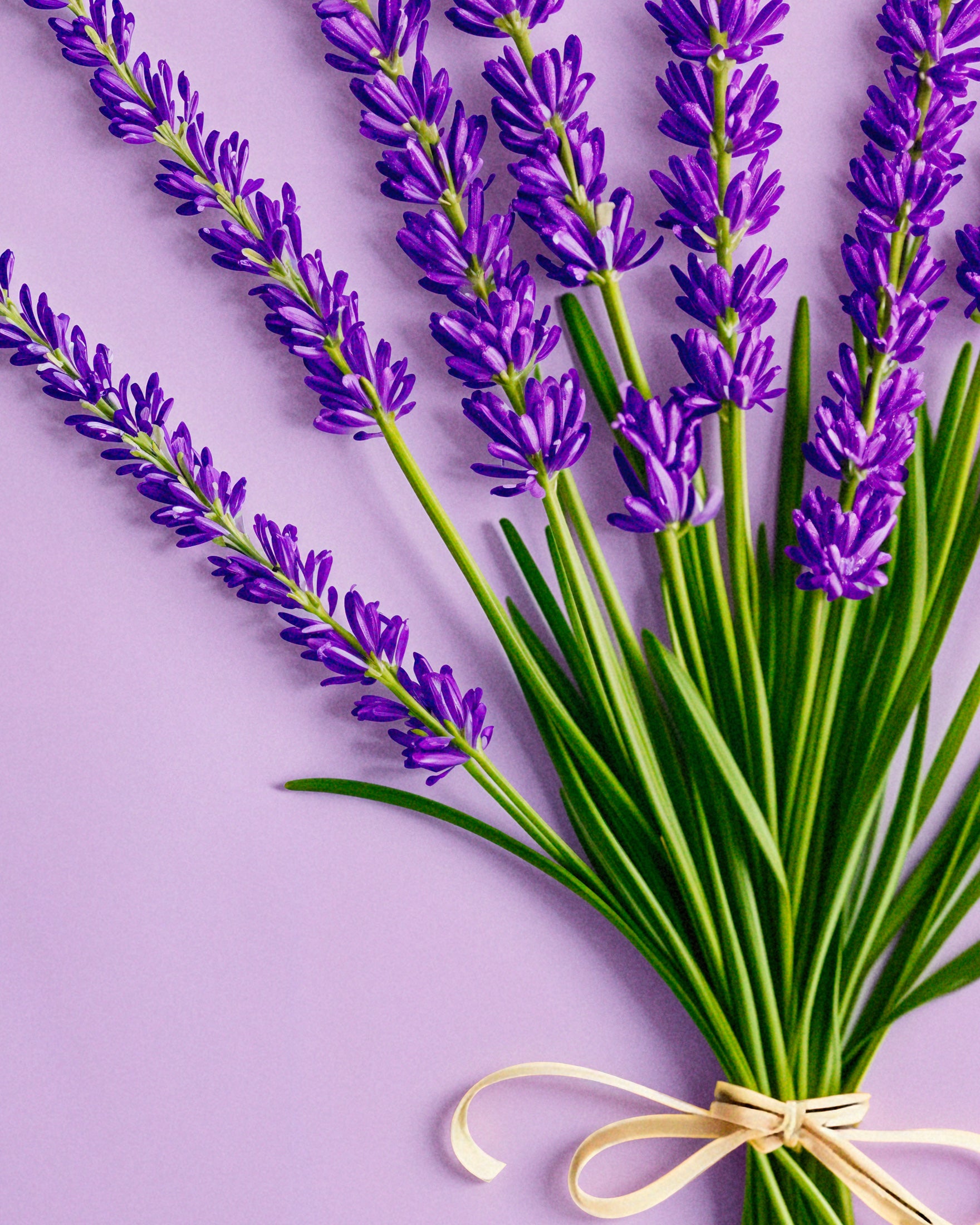 Lavendel fra Provence - Plakat