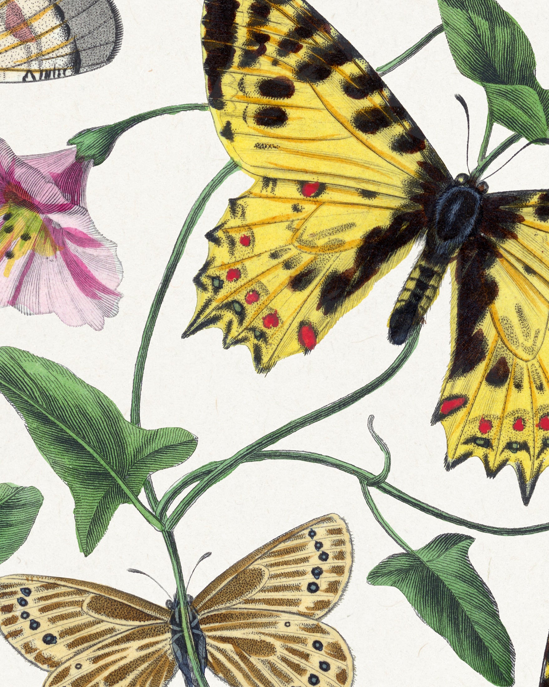 Póster de Mariposas, Arte Vintage