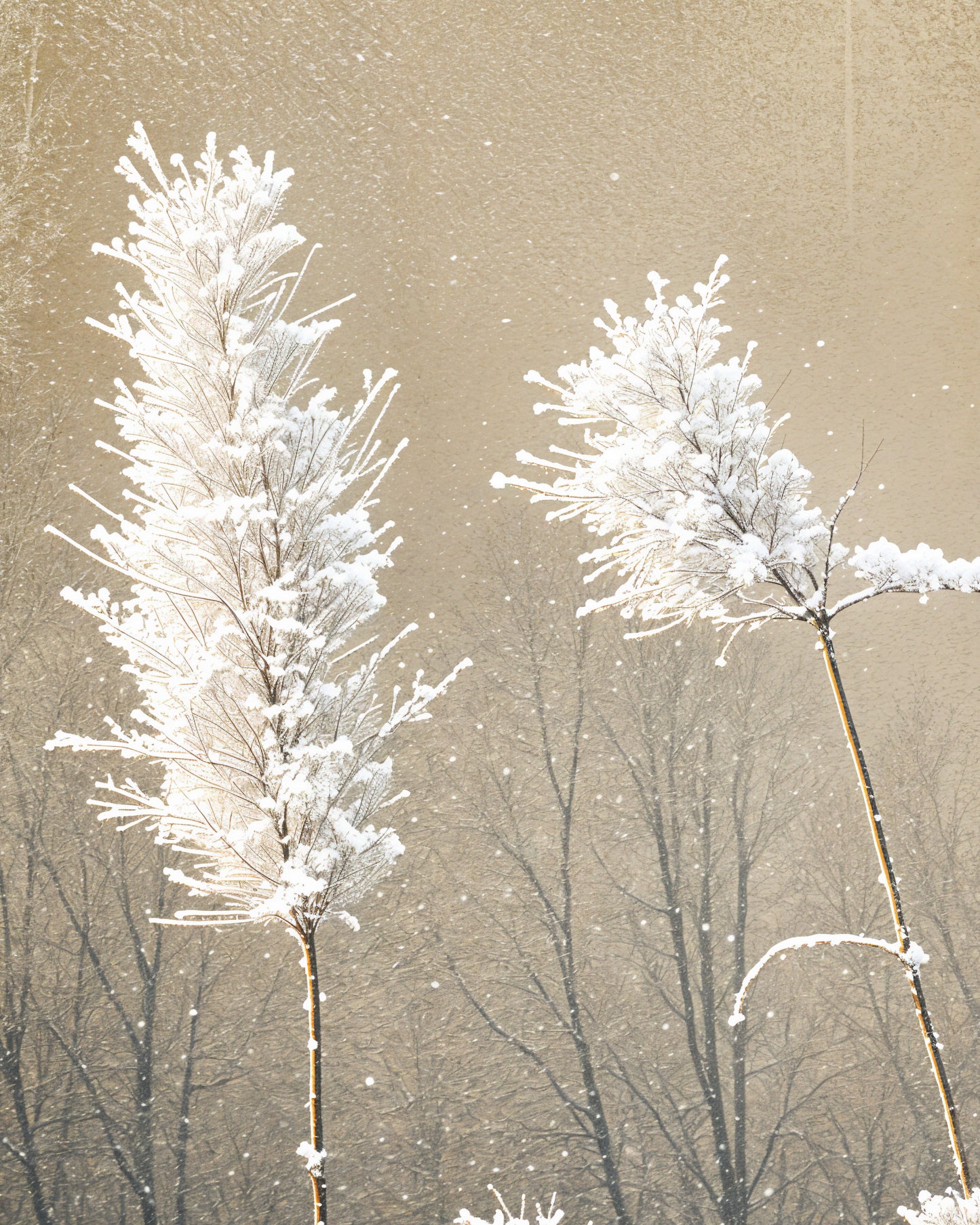 Givre sur les roseaux et neige - Affiche