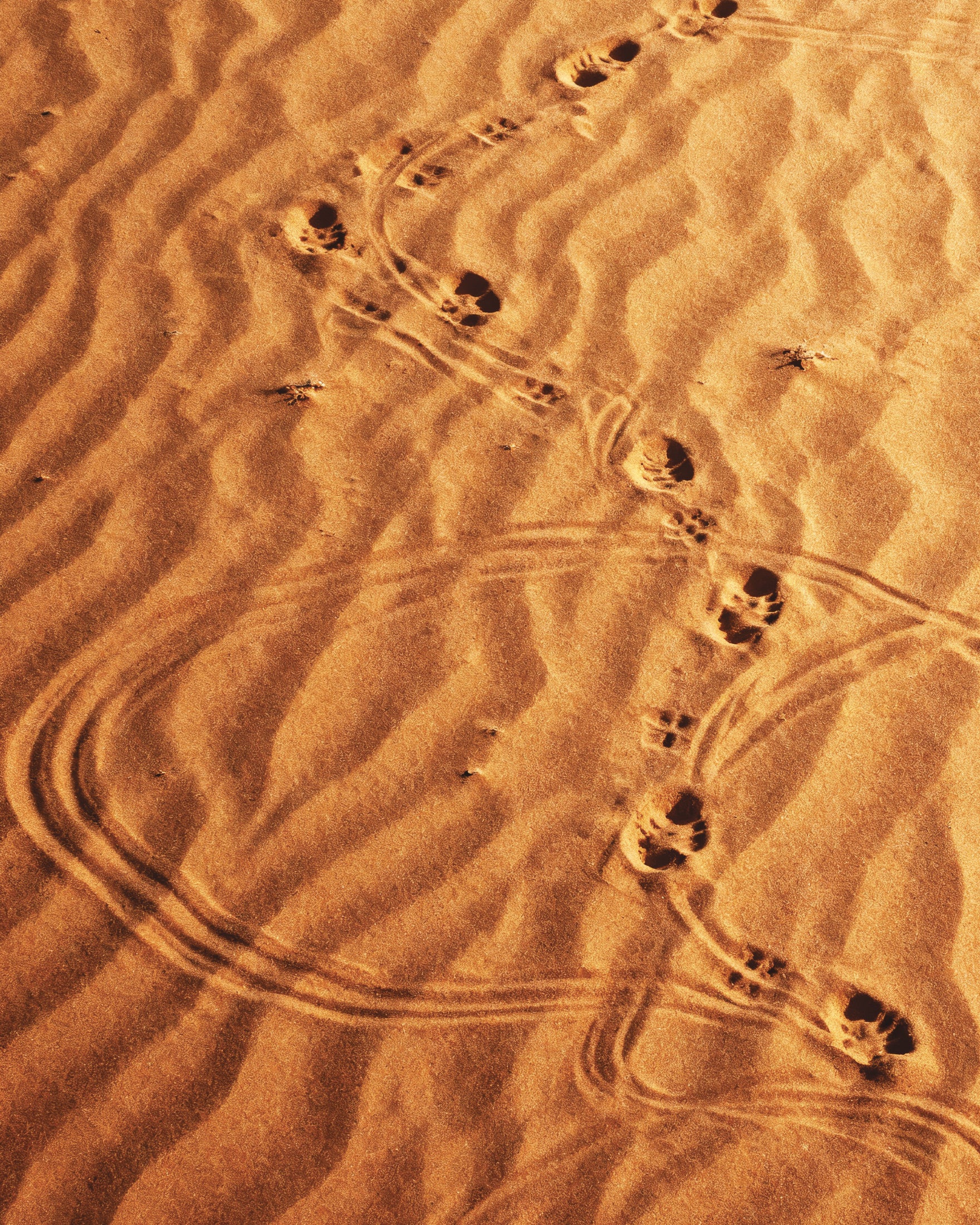 Dune Sandwalk, Desert footsteps poster